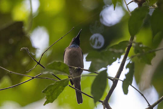 Image of Blue-throated Brown Sunbird