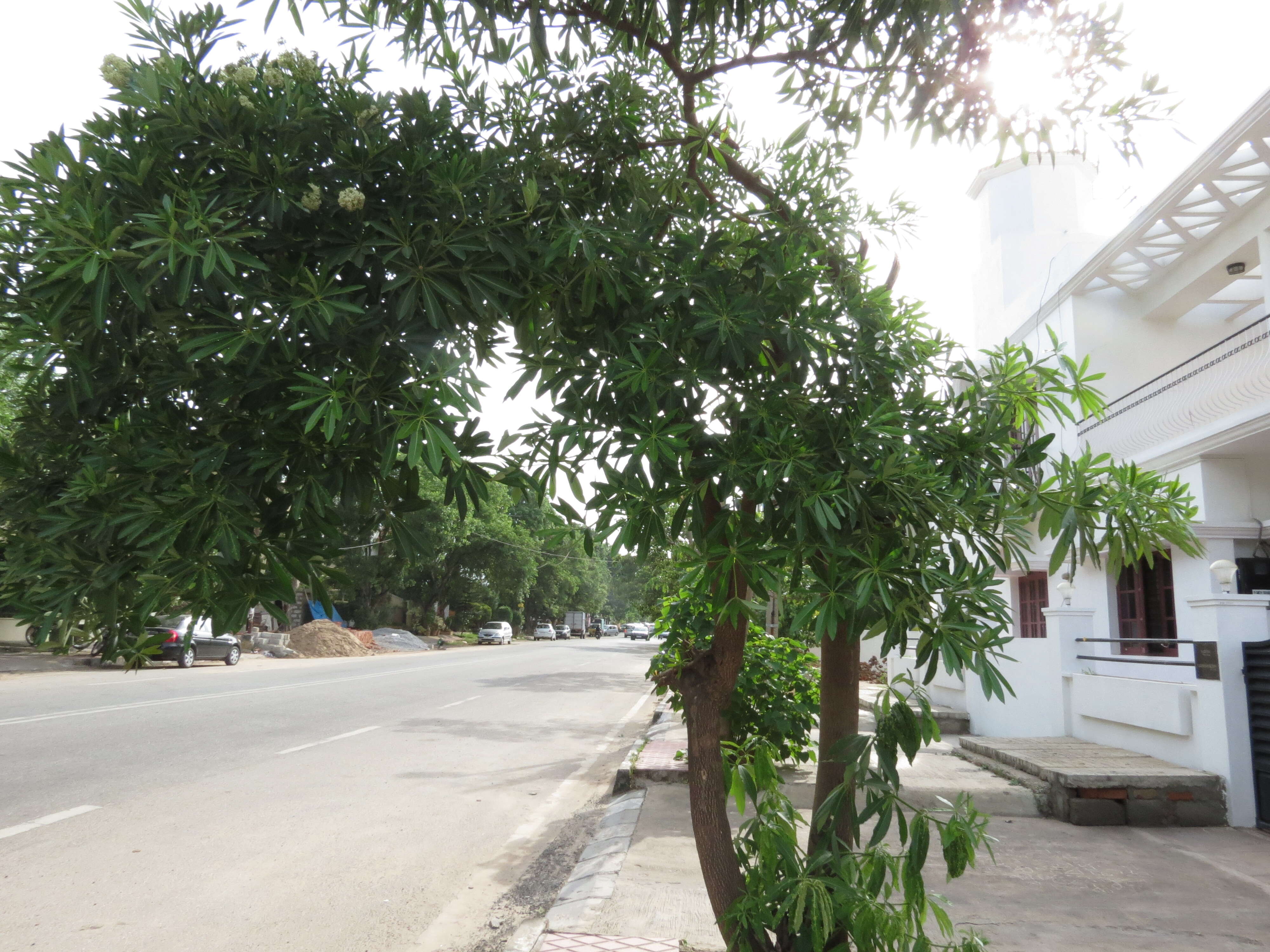 Image of Blackboard Tree