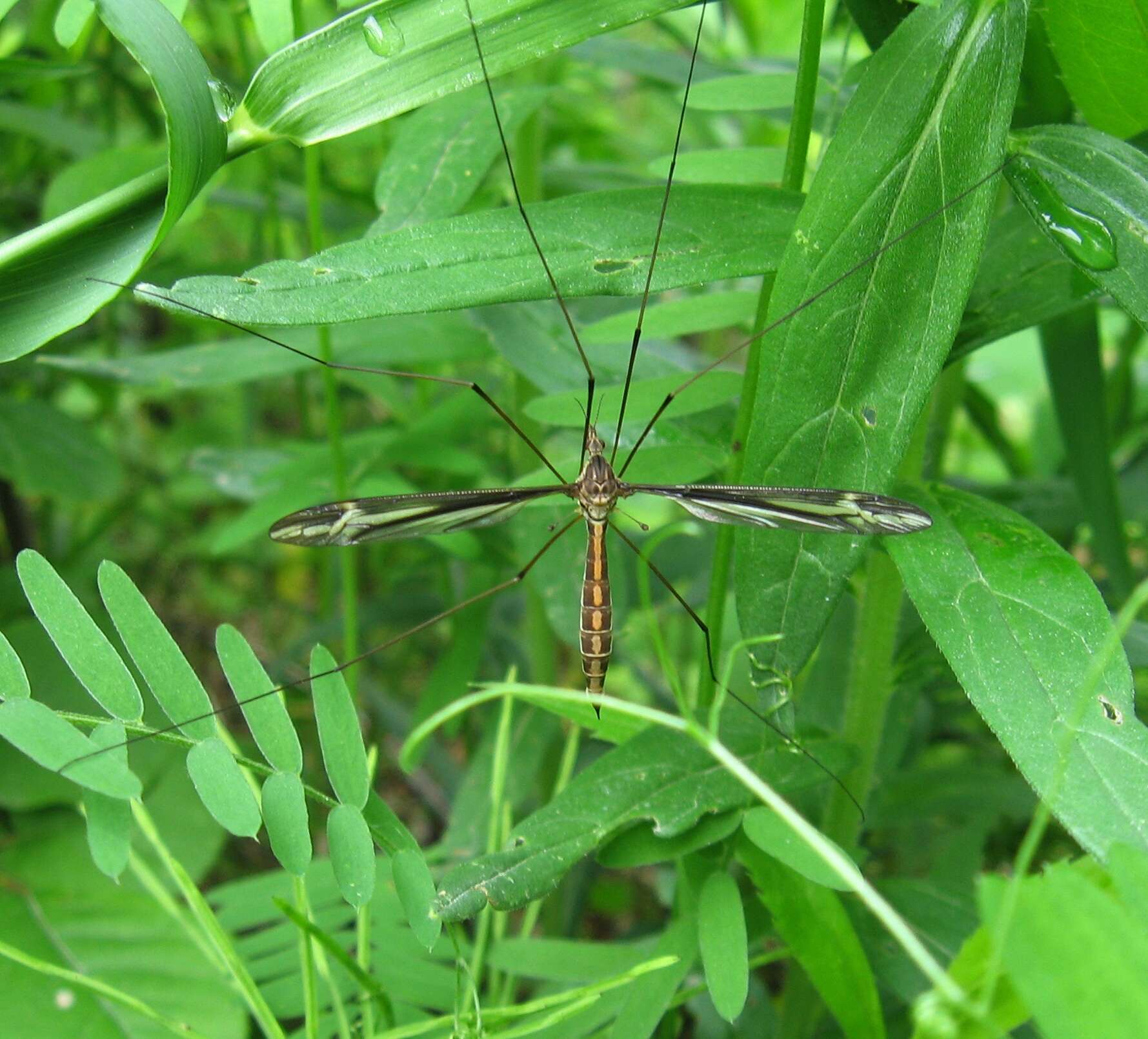 Image of Tipula (Yamatotipula) caloptera Loew 1863