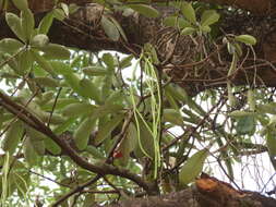 Plancia ëd Alstonia scholaris (L.) R. Br.