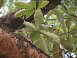 Plancia ëd Alstonia scholaris (L.) R. Br.