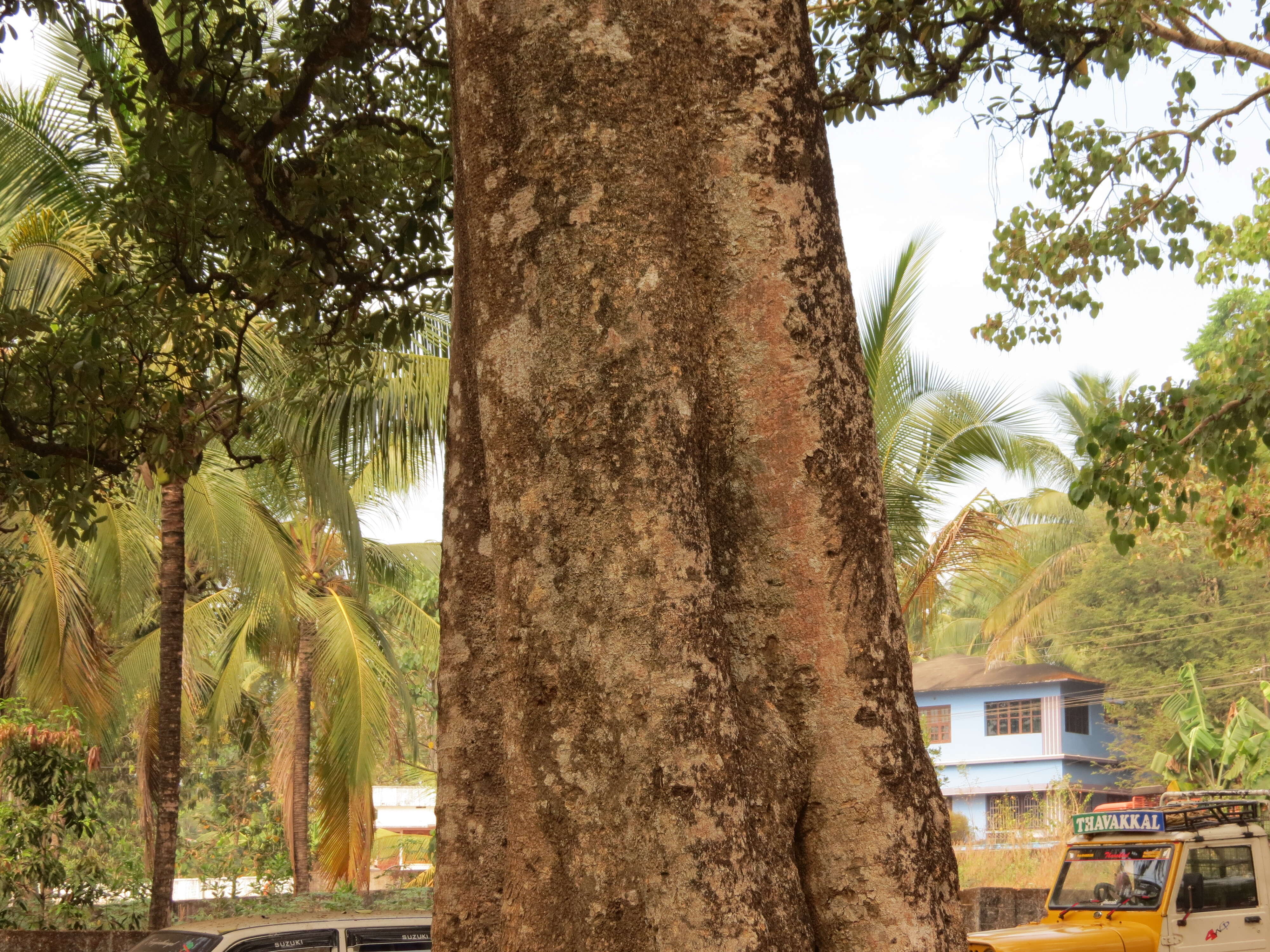 Image of Blackboard Tree