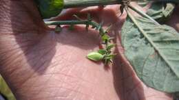 صورة Crotalaria pallida Aiton