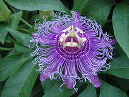 Image of Maypop