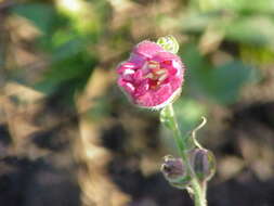 Image of garden snapdragon