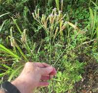 Image of Brazilian vervain