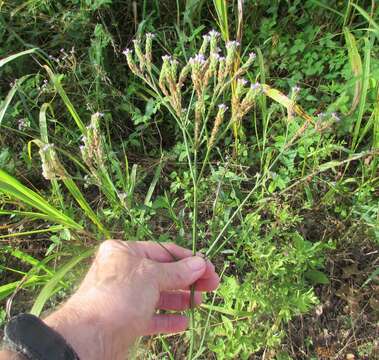 Image of Brazilian vervain