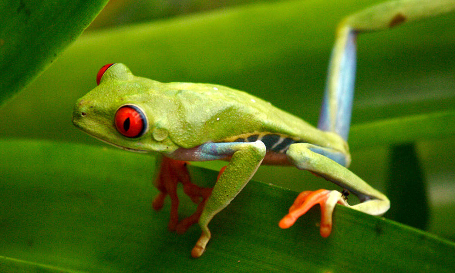 Image of Red-eyed Leaf frog