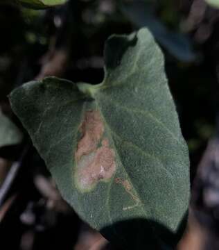 Image of convolvulus leafminer