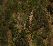 Image of Moth