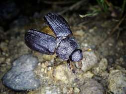 Sivun Nigrotrichia kiotonensis (Brenske 1894) kuva