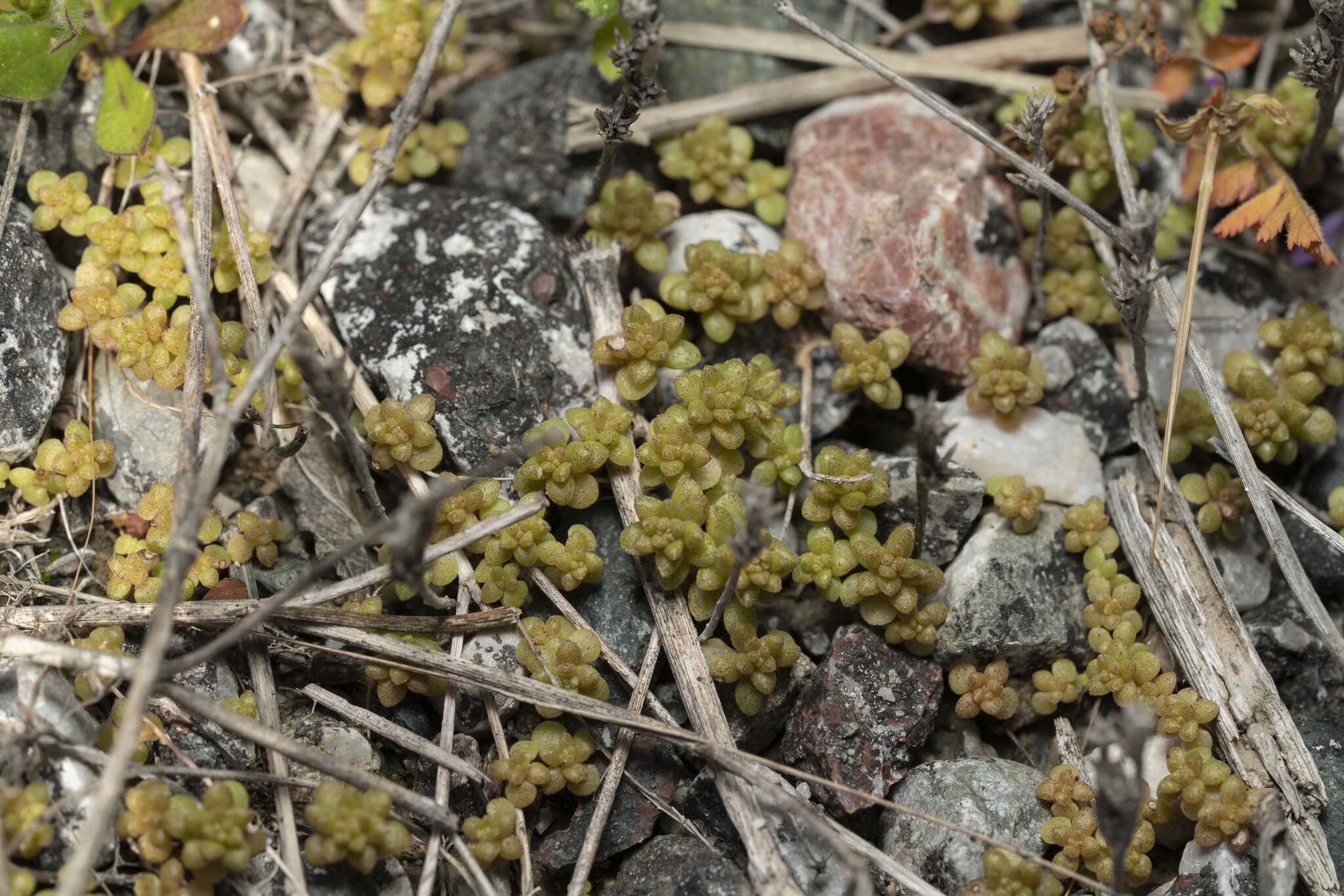 Imagem de Sedum litoreum Guss.