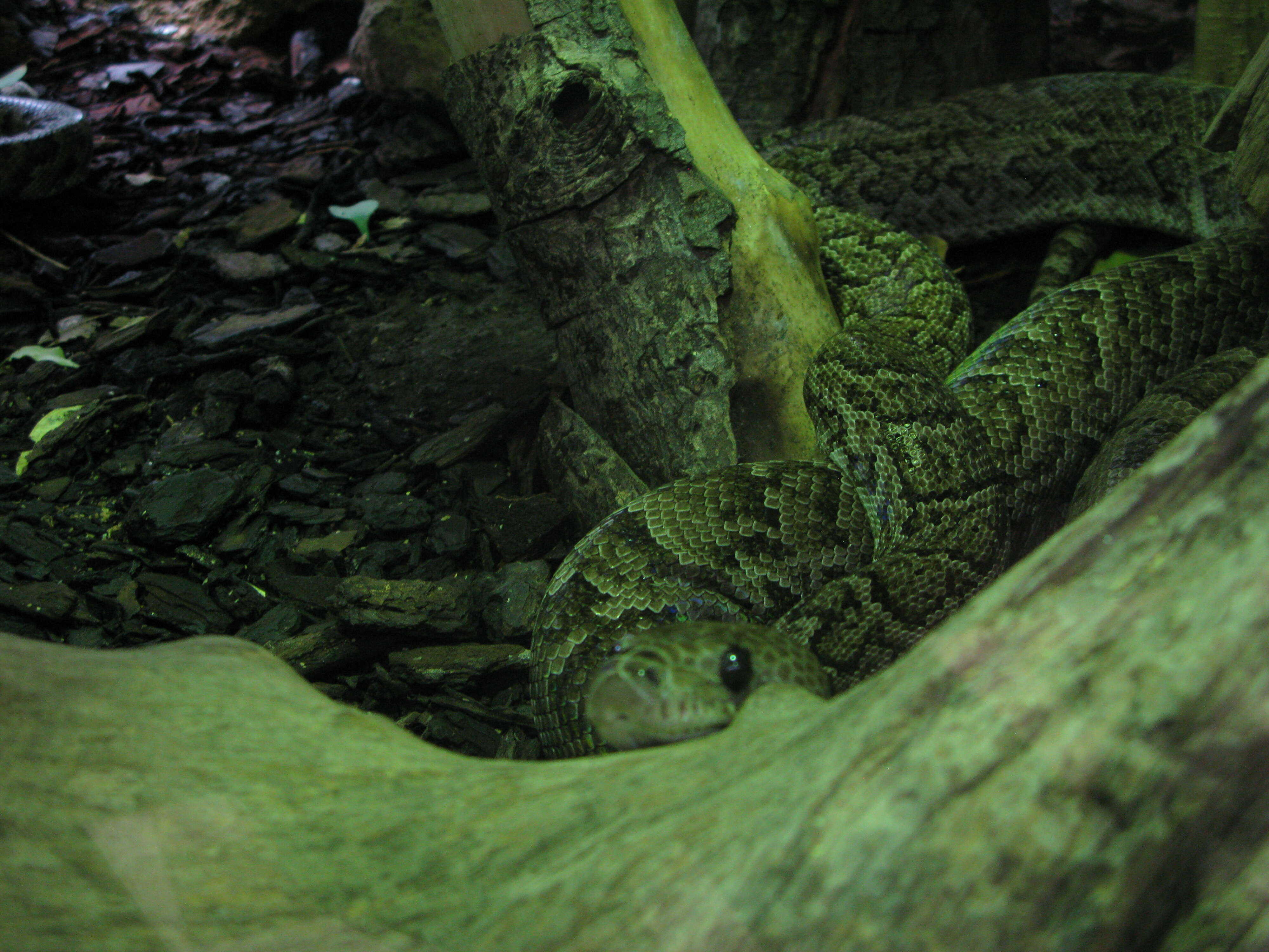 Image of Cuban Boa