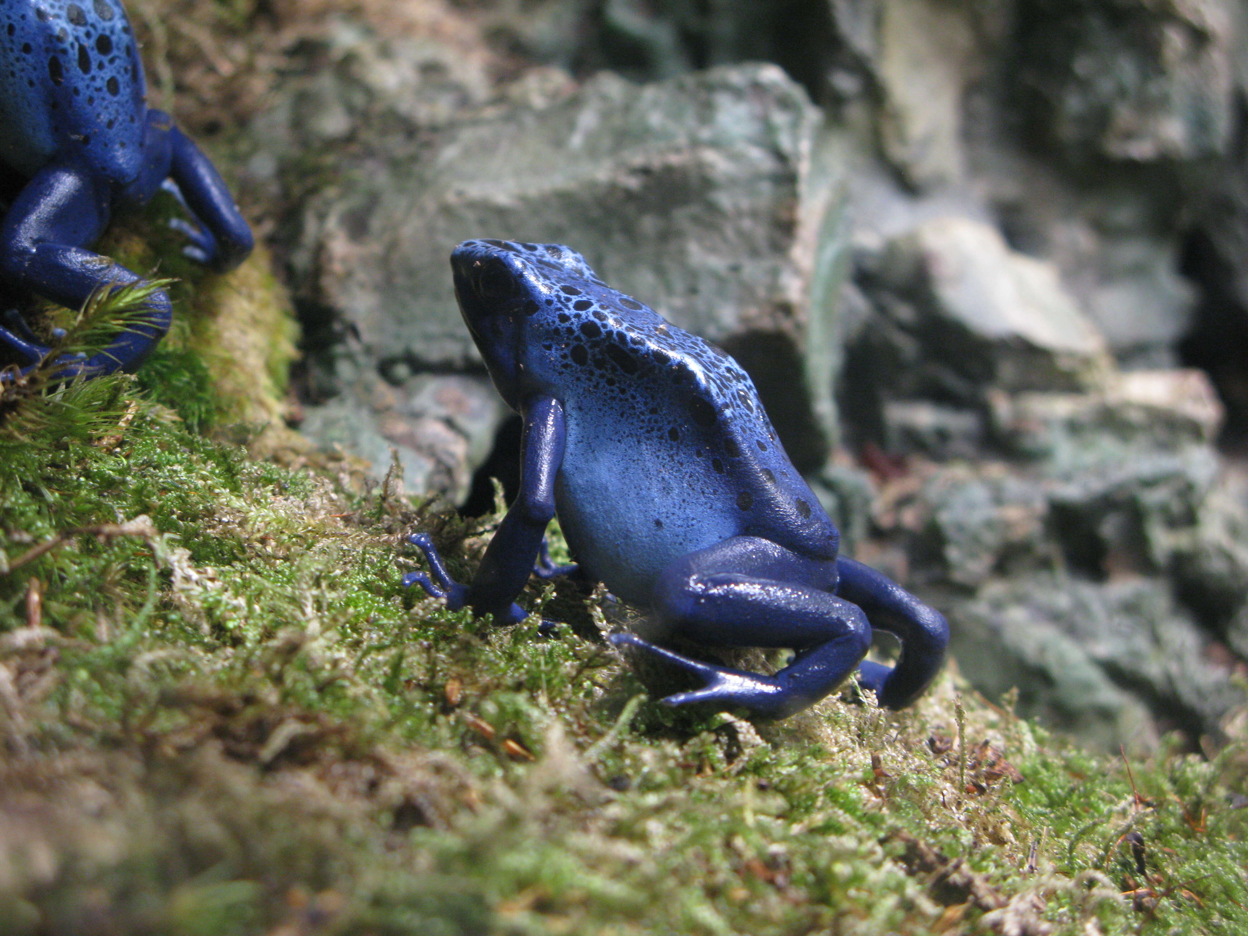 Image of Dendrobates azureus