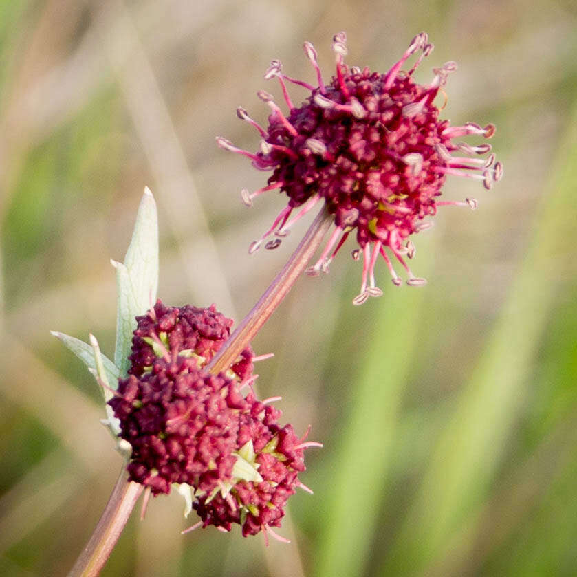 Imagem de Sanicula bipinnatifida Dougl.