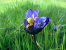 صورة Dichelostemma capitatum (Benth.) Alph. Wood