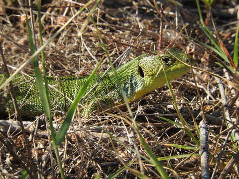 Image de Lacerta diplochondrodes