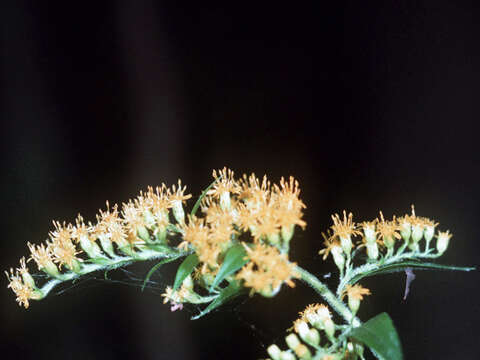 Imagem de Solidago altissima L.