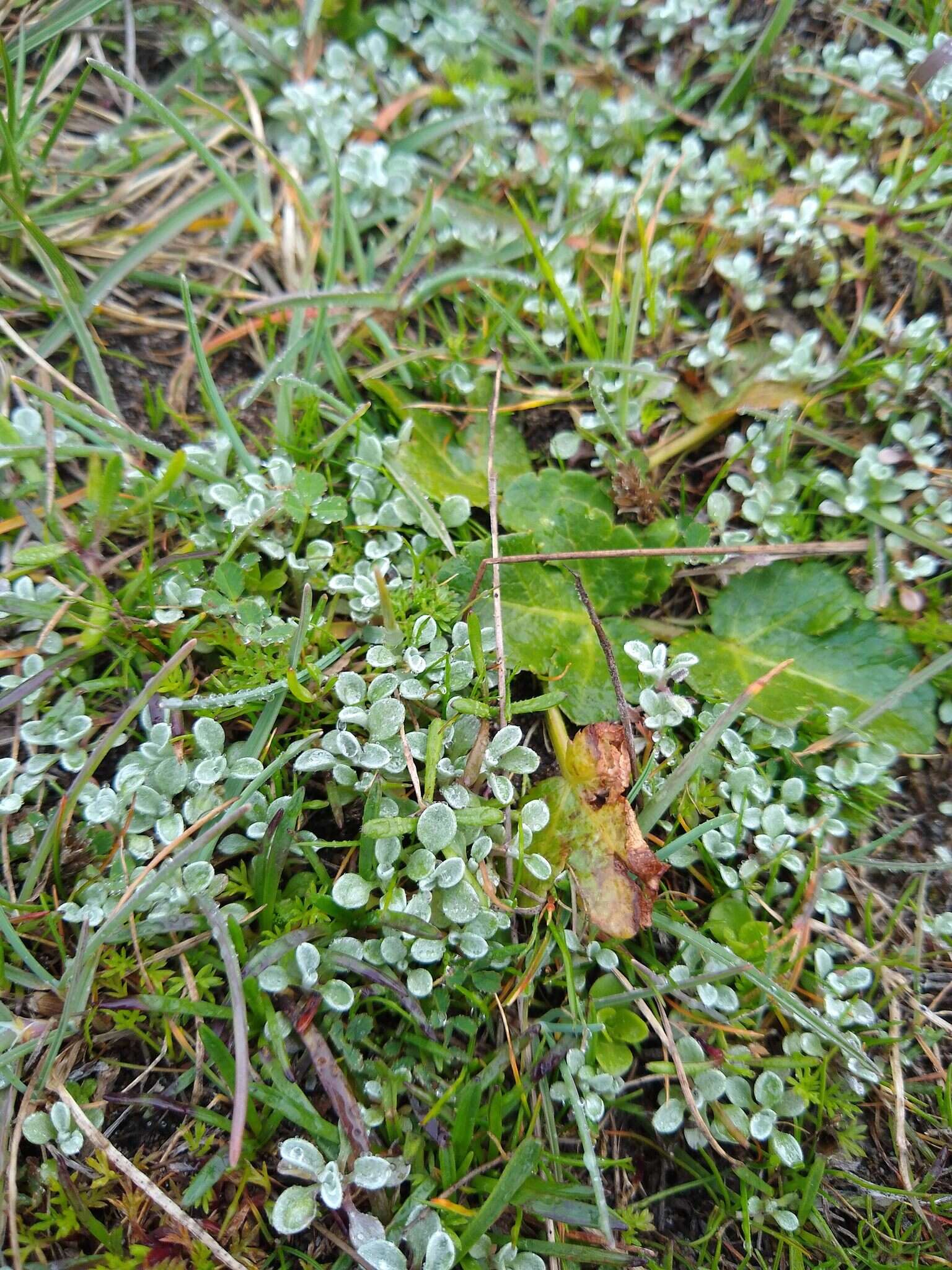 Imagem de Hesperevax sparsiflora var. brevifolia (A. Gray) J. D. Morefield