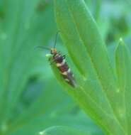 Imagem de Micropterix aureatella Scopoli 1763