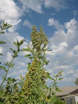 Imagem de Chenopodium album L.