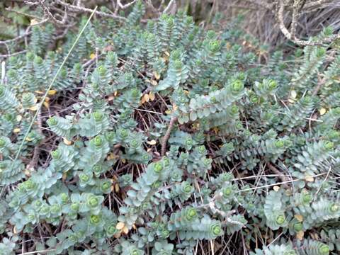 Image of Pimelea prostrata subsp. ventosa C. J. Burrows