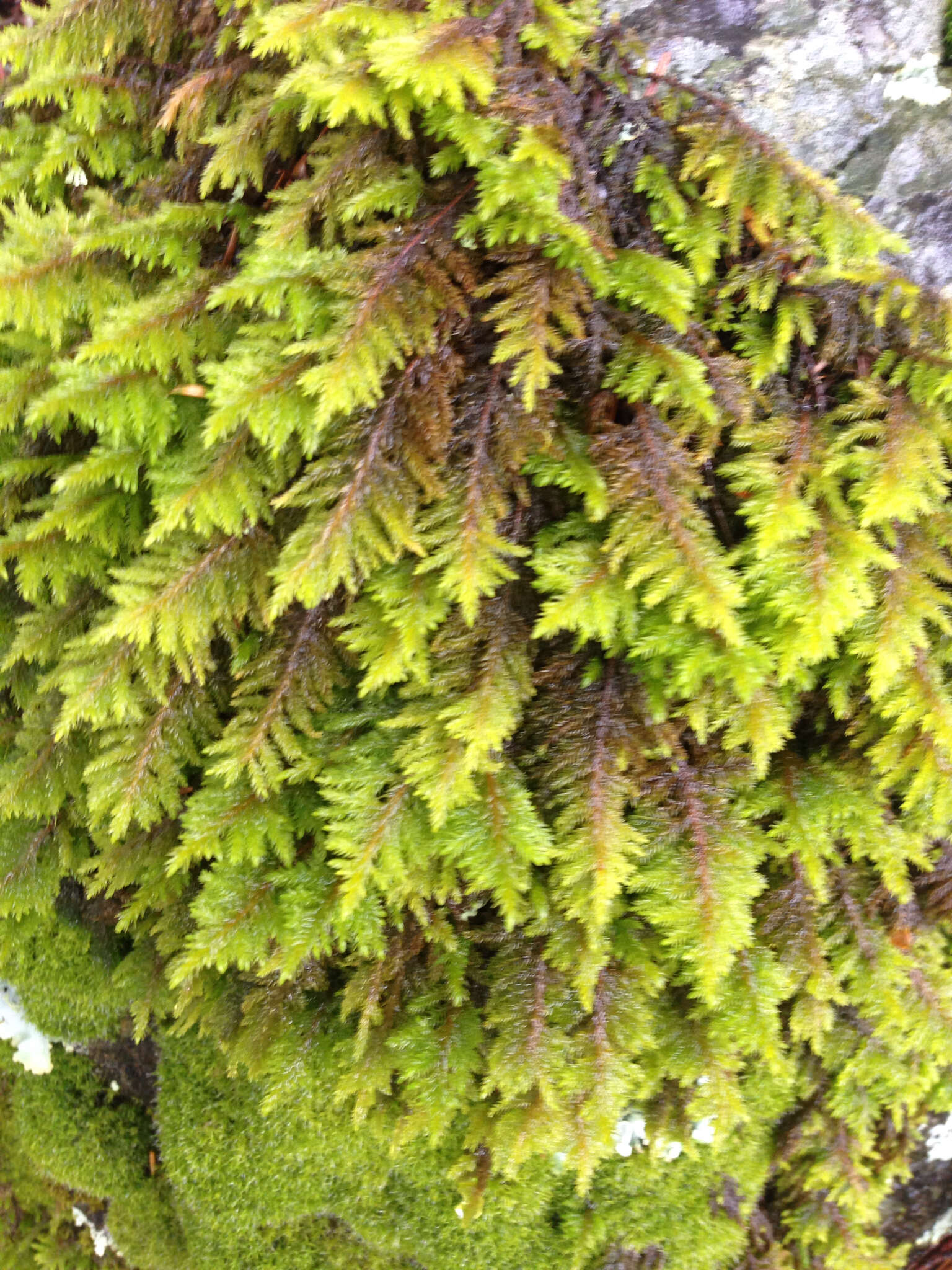 Image of dendroalsia moss