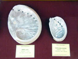 Image of Northern Abalone
