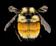 Image of Bumblebees