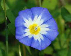 Image of Dwarf Morning Glory