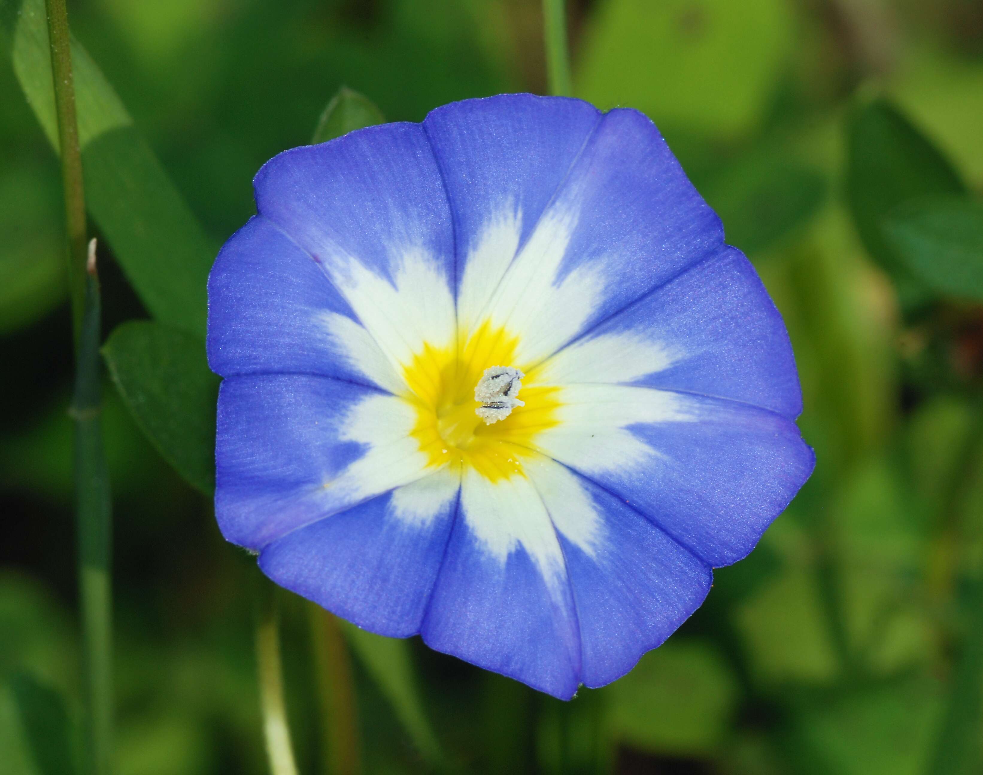 Image of Dwarf Morning Glory