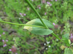 Image of Hyaloperonospora thlaspeos-perfoliati