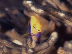 Image of African Cherubfish