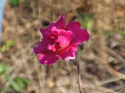 Image of garden snapdragon