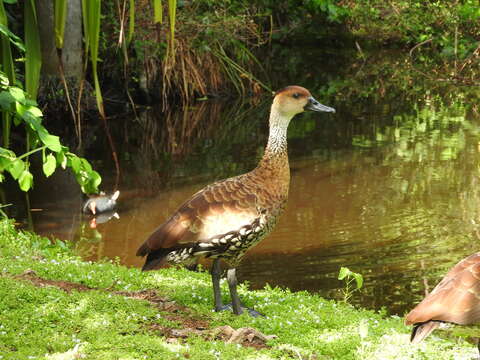 Image de Dendrocygne des Antilles