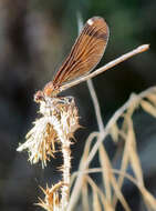 Image of Copper Demoiselle