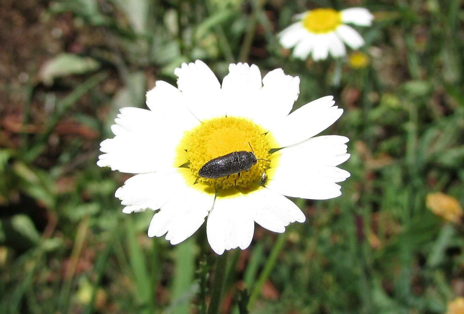 Image de Acmaeodera nigellata Abeille de Perrin 1904