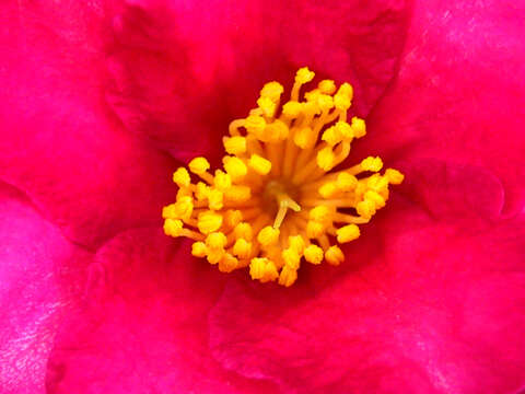 Image of Camellia sasanqua