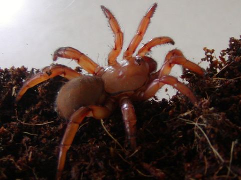 Image of Gorgyrella