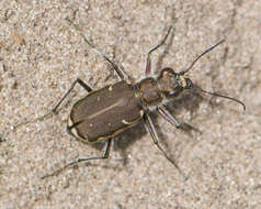 Image of Cicindela (Cicindela) repanda novascotiae Vaurie 1951