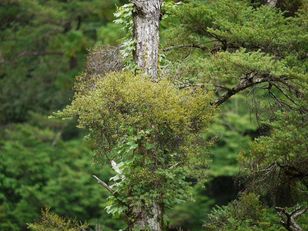 Image de Taxillus kaempferi (DC.) Danser