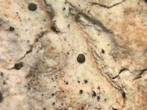Image of strangospora lichen