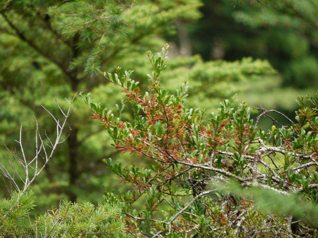 Image de Taxillus kaempferi (DC.) Danser