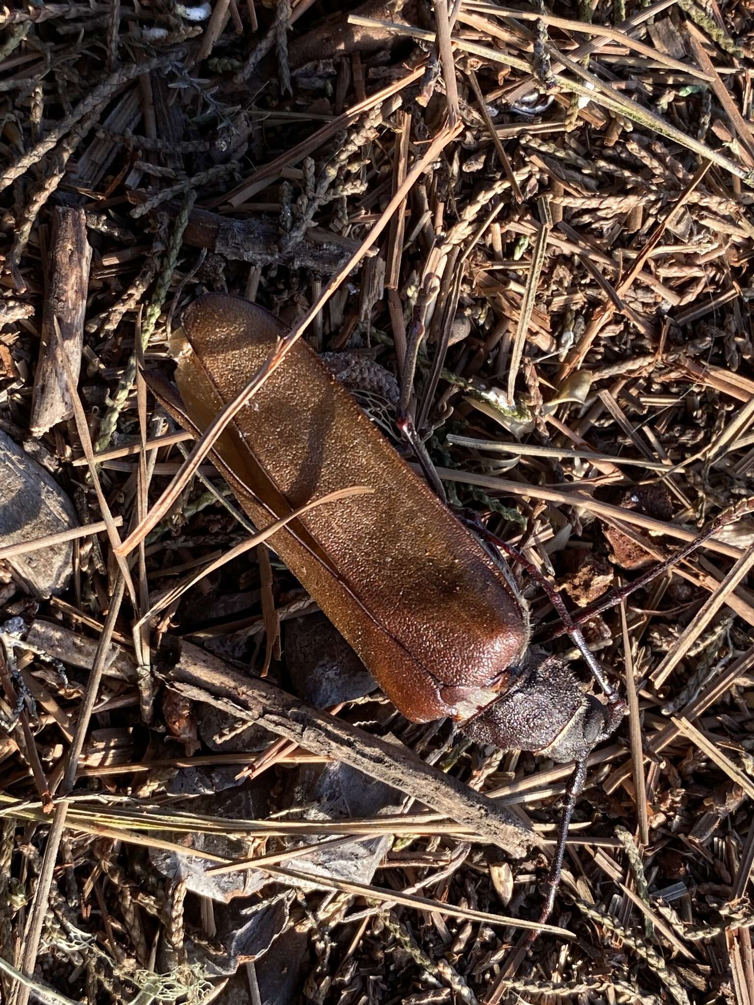 Image of Trichocnemis pauper (Linsley 1957)