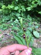 Image of Fly orchid