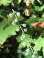 Image of broadleaf enchanter's nightshade