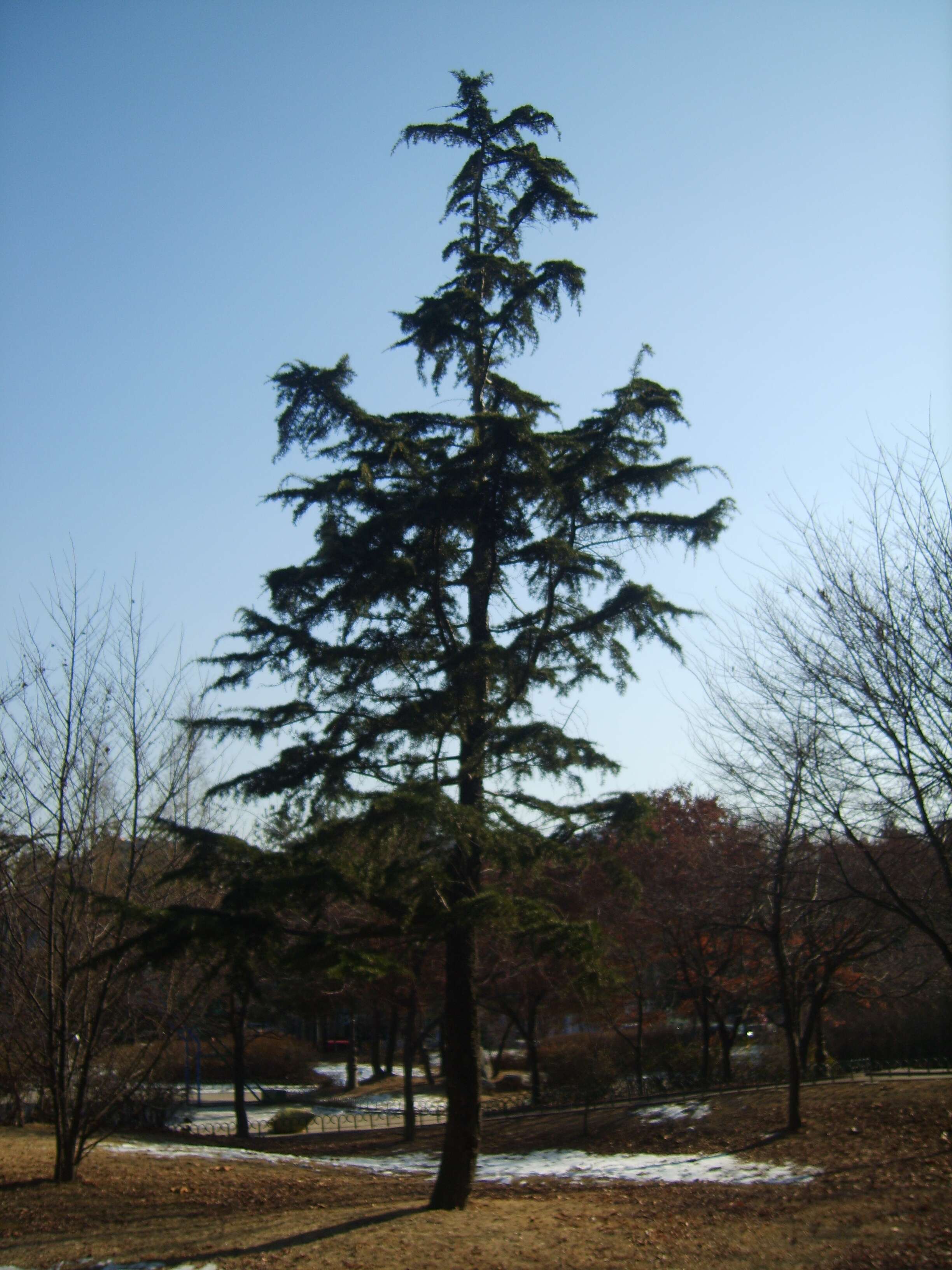 Image of Deodar cedar