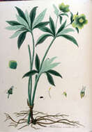 Image of Green Hellebore