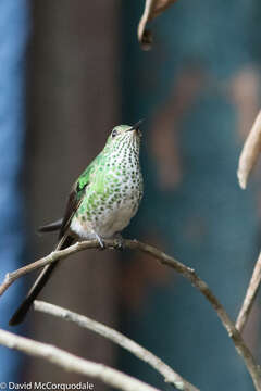 Image of Green-tailed Trainbearer