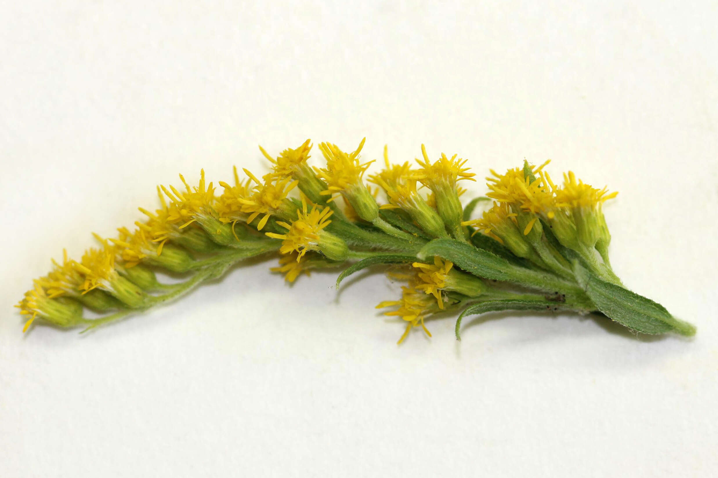 Imagem de Solidago altissima L.